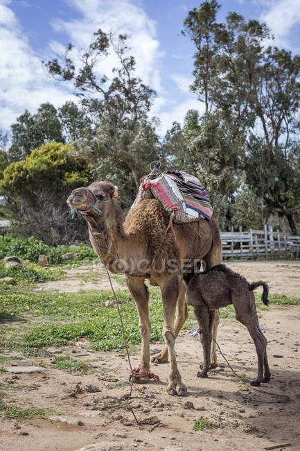 Camello alimentando ternera al aire libre, Tanger, Marruecos - foto de stock
