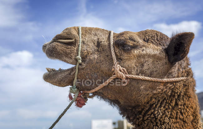 Морда верблюда с веревкой перед голубым небом с облаками — стоковое фото
