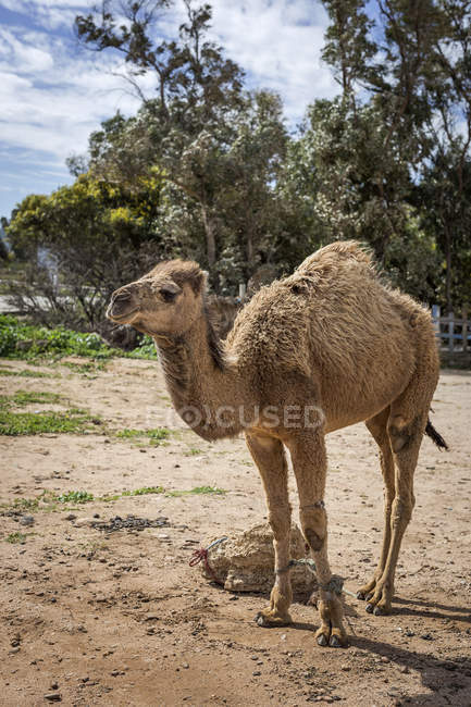 Camellos en libertad en la playa de Tanger. Marruecos - foto de stock