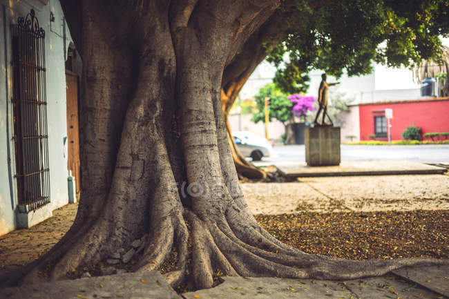 Старое дерево с толстым стволом растет возле здания в Оахаке, Мексика — стоковое фото