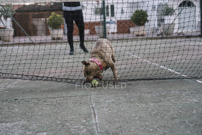Chien jouant avec balle de tennis en plein air — Photo de stock