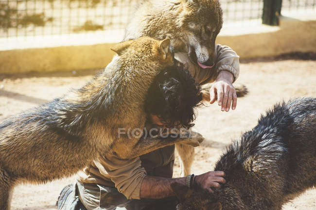 Homem lutando com lobos na gaiola no zoológico — Fotografia de Stock