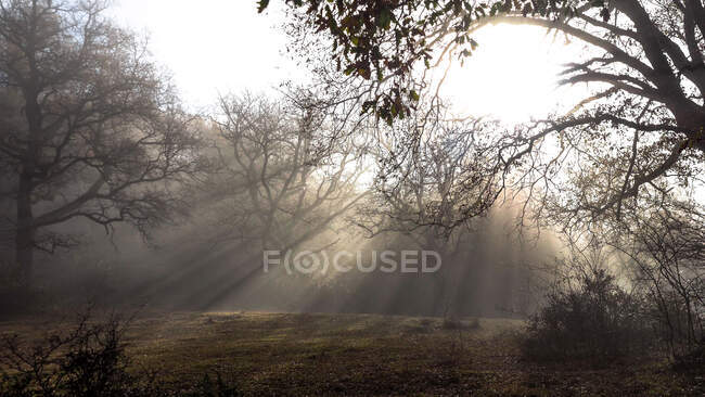 Тихий ранним утром в парке — стоковое фото