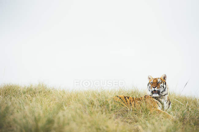 Тигр відпочиває в зеленій траві в природі — стокове фото