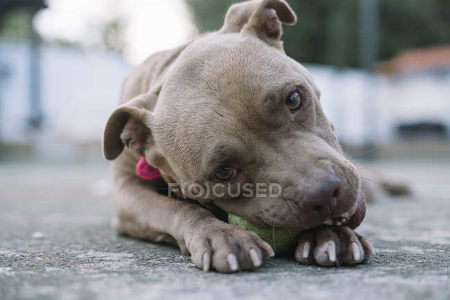 Питбуль-собака играет с мячом на улице — стоковое фото