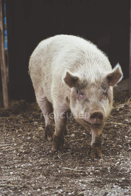 Gran cerdo gris de pie en la granja y mirando a la cámara - foto de stock