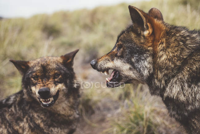 Deux loups rugissant l'un sur l'autre dans la nature — Photo de stock