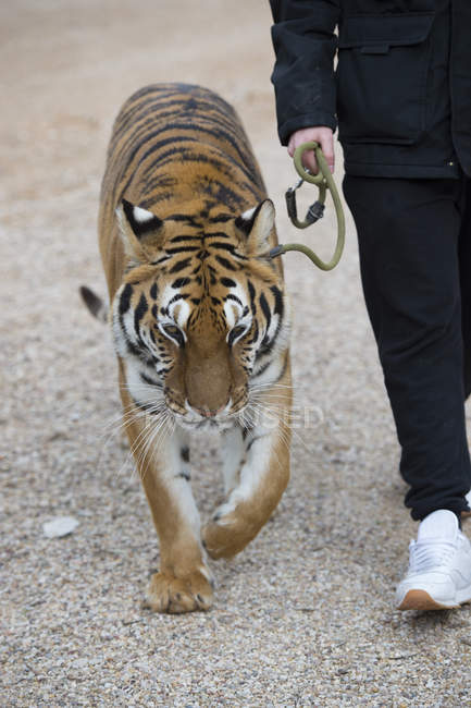 Man walking with leashed tiger in zoo — Stock Photo