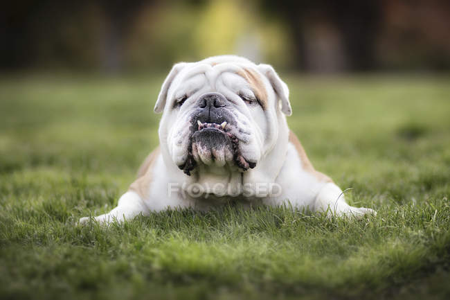 Lustige Bulldogge liegt auf Gras im Park — Stockfoto