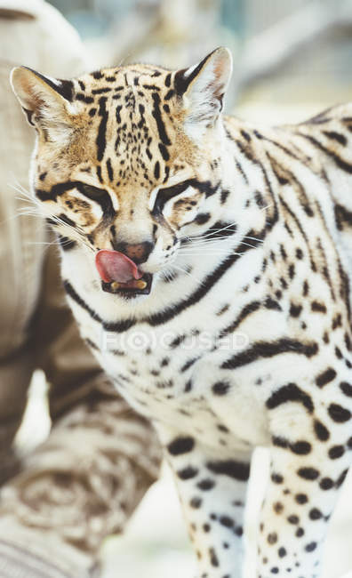 Nahaufnahme eines Leoparden mit ausgestreckter Zunge in der Natur — Stockfoto