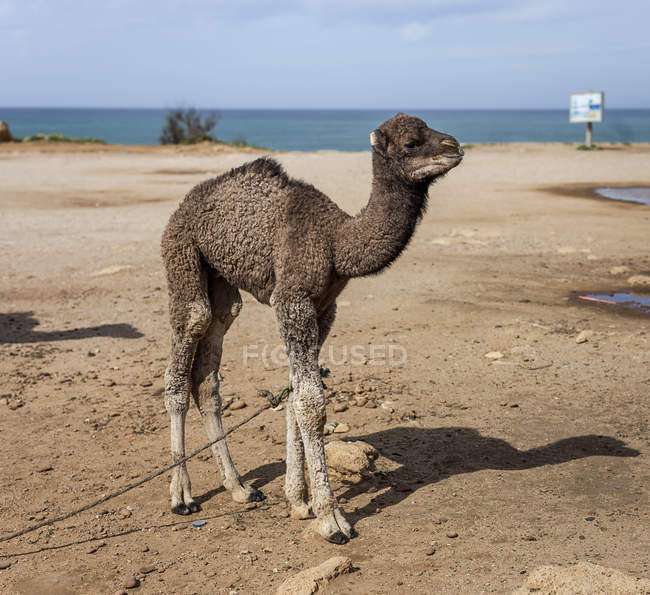 Верблюд на свободе на пляже Танжера в Морабо — стоковое фото