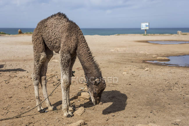 Cammello in libertà sulla spiaggia di Tanger, Marocco — Foto stock