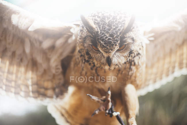 Close-up de coruja que abre as asas na natureza — Fotografia de Stock
