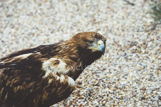 Falcon sitting on the ground and looking away — Stock Photo