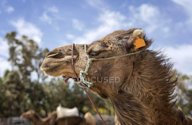 Museau de chameau avec corde devant ciel bleu avec nuages — Photo de stock