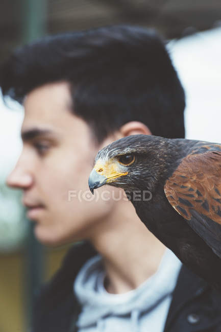 Nahaufnahme eines Falken, der mit einem Mann im Hintergrund wegsieht — Stockfoto