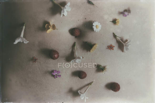 Blumen im Bauchnabel — Stockfoto