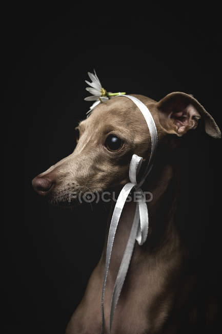 Lindo perro galgo italiano decorado con flor y cinta mirando hacia otro lado sobre fondo negro - foto de stock