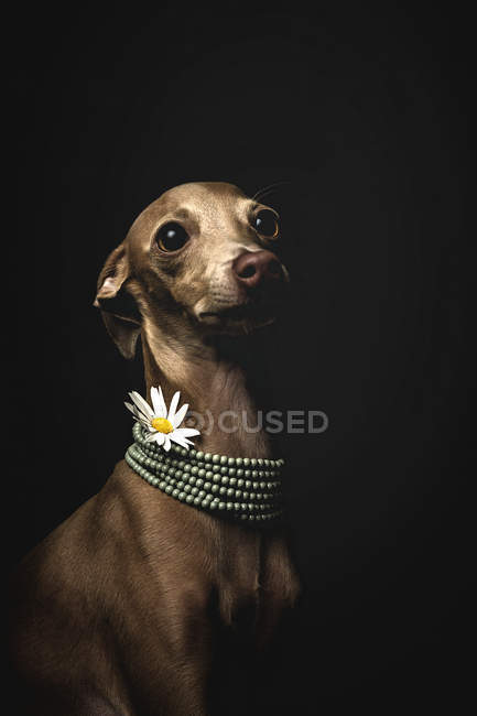 Pouco italiano cão galgo vestindo colar talão e flor de camomila no fundo preto — Fotografia de Stock