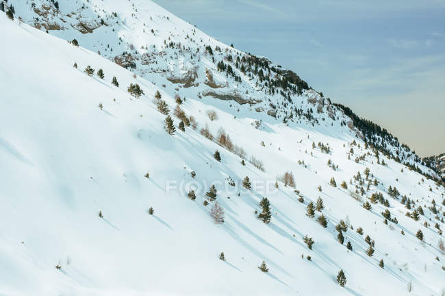 Petites plantes poussant sur une colline enneigée blanche en hiver, Valle De Tena, Espagne — Photo de stock