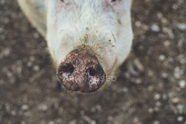 Primo piano di sporco maiale muso guardando fotocamera — Foto stock