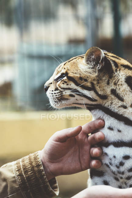 Крупним планом чоловіча рука погладжує леопарда в зоопарку — стокове фото