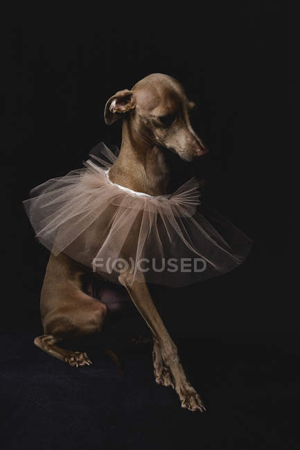 Italian greyhound dog in veil sitting on black background — Stock Photo