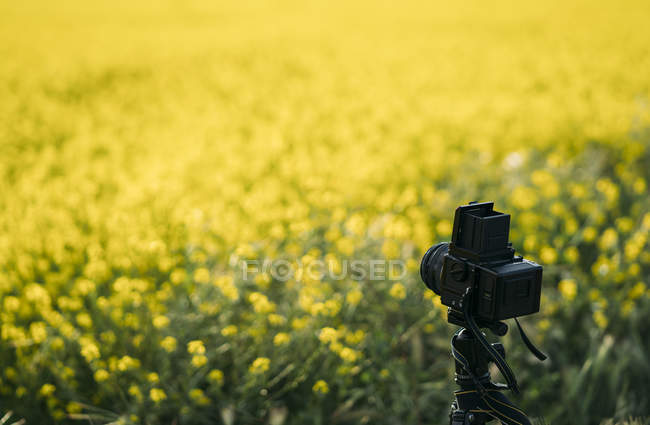 Retro photo camera on field of yellow flowers — Stock Photo