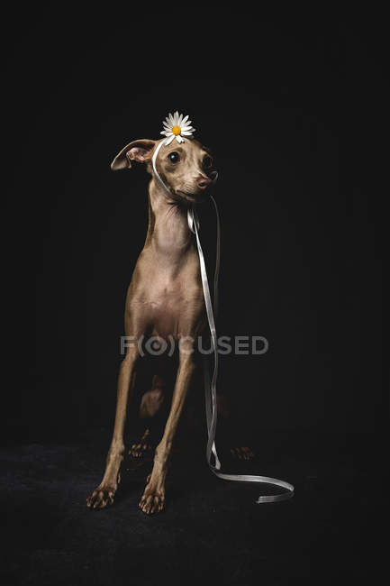 Pequeño perro galgo italiano decorado con flor y cinta sentado sobre fondo negro - foto de stock