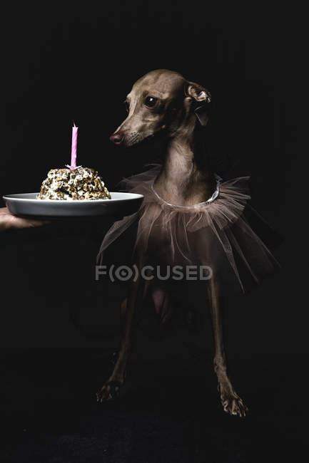 Perro galgo italiano con regalo de cumpleaños y vela sobre fondo negro - foto de stock