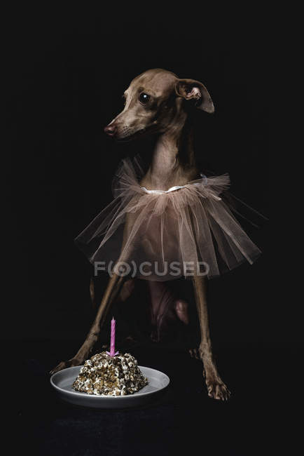 Cane levriero italiano con regalo di compleanno e candela su sfondo nero — Foto stock