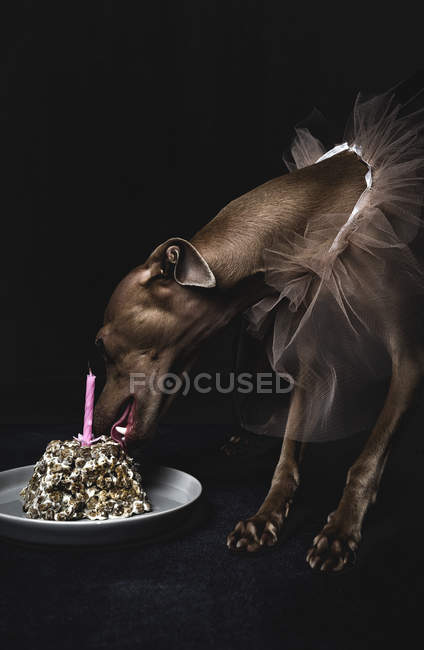 Perro galgo italiano comiendo regalo de cumpleaños con vela sobre fondo negro - foto de stock