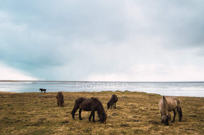 Лошади пасутся на холодном пастбище на побережье под облачным небом — стоковое фото