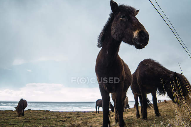 Cavalli al pascolo su pascolo freddo su costa sotto cielo nuvoloso — Foto stock