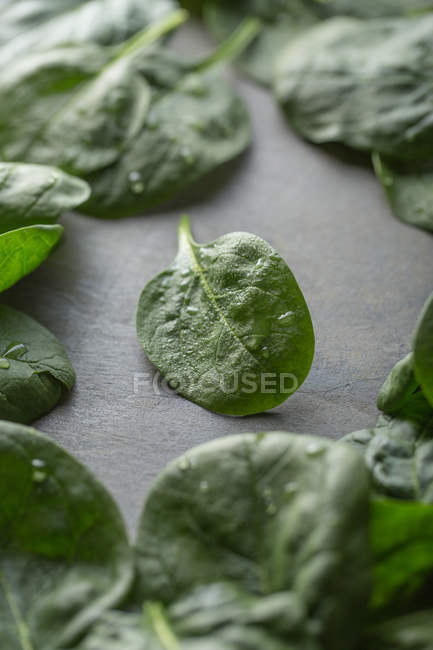 Зелене листя шпинату на сірому фоні — стокове фото
