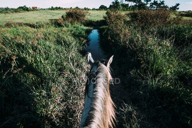 Grey horse on green field with palms on background — Stock Photo