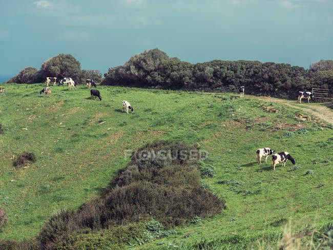 Vacche al pascolo in campo — Foto stock
