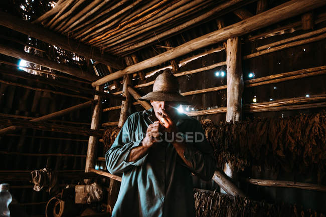 LA HABANA, CUBA - 1 MAGGIO 2018: Uomo locale che fuma sigaro tra le foglie di tabacco essiccato nel fienile della fattoria . — Foto stock