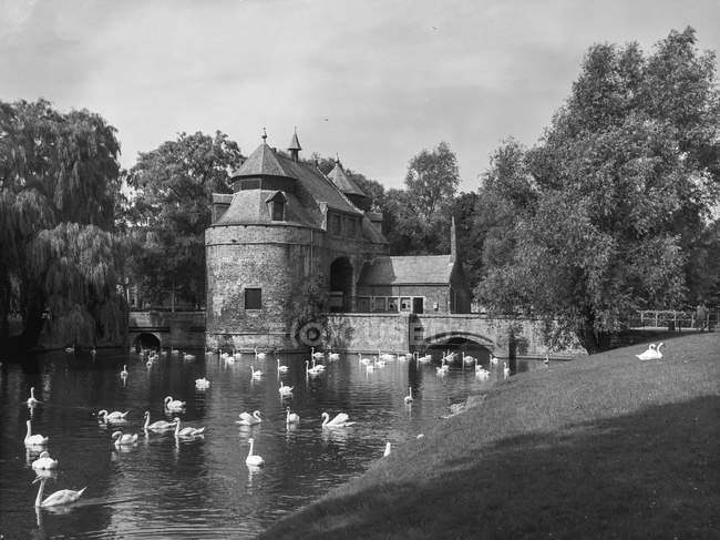 Photo pittoresque en noir et blanc de cygnes nageant dans un lac avec un vieux château en pierre sur la rive parmi les arbres, Belgique . — Photo de stock