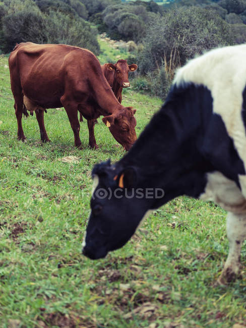 Vacche al pascolo in campo — Foto stock