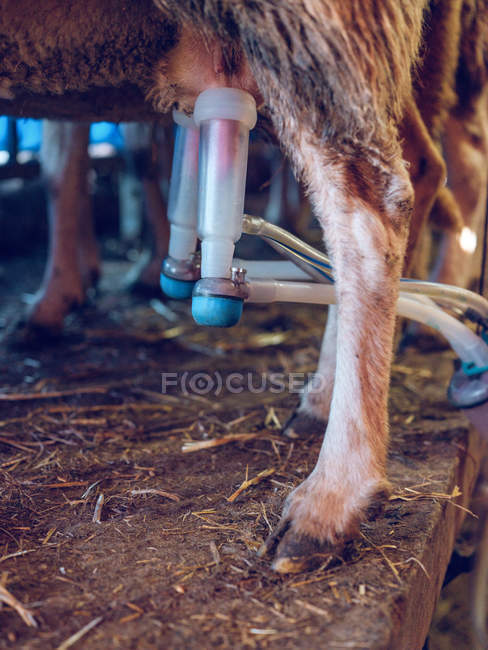 Использование оборудования для доения овец — стоковое фото