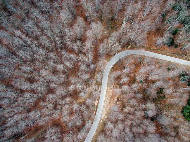 Route vide dans la forêt — Photo de stock