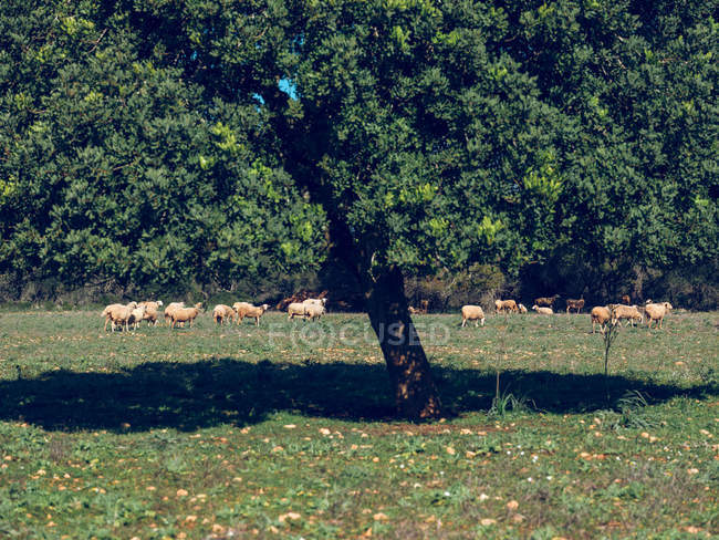 Rebaño de ovejas que pastan en el césped - foto de stock