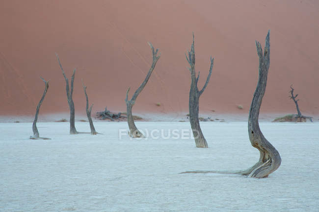 Alberi morti su sabbia bianca nel deserto — Foto stock