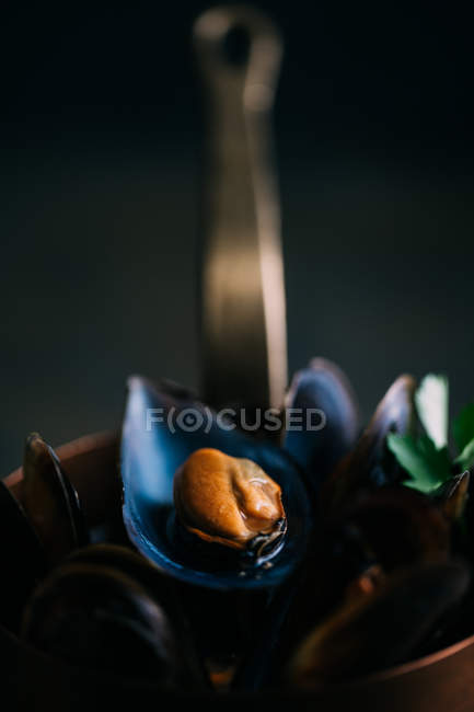 Варені свіжих мідій — стокове фото