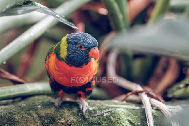 Крупним планом яскраво-кольоровий папуга всмоктується на скелі в зоопарку . — стокове фото