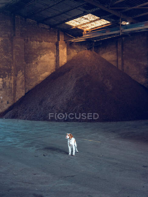 Симпатична біло-коричнева собака стоїть на величезній купі насіння на складі карусельної фабрики . — стокове фото