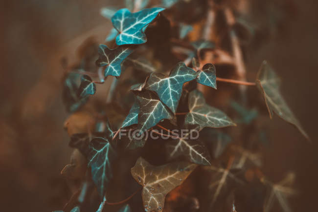 Рослина з зеленим листям — стокове фото