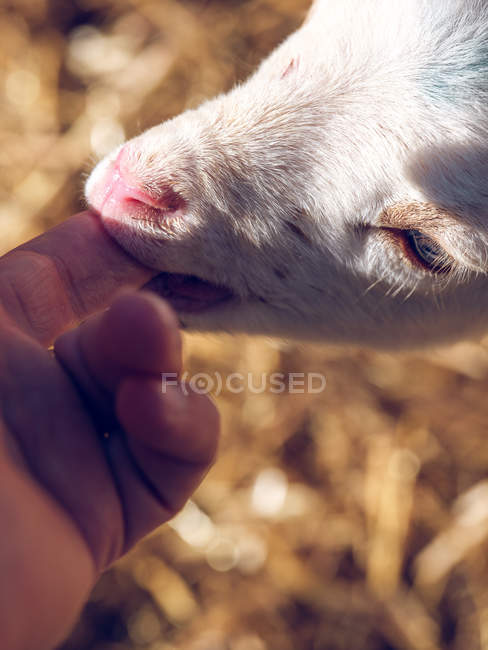Farmer putting finger to sheep mouth — Stock Photo
