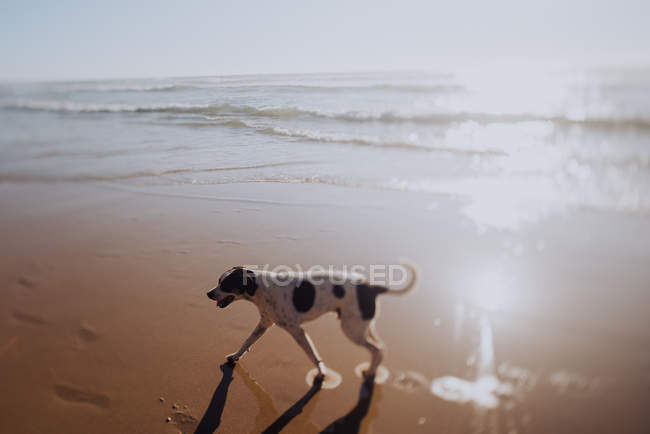 Собака бежит по мокрому песку — стоковое фото